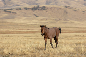 Wild Horse in Autumn in the Utah desert