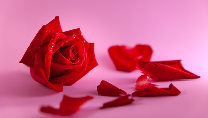 Red rose in pink background