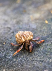 wild hermit crab