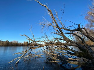dead tree on the shore of lake
