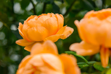 Orange tender tea rose flowers blooming as a background in the autumn garden. Horizontally.