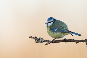Blue tit bird perched isolated on orange background. copy space