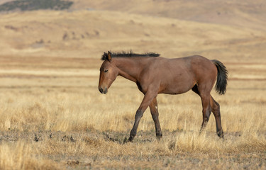 Wild Horse in Autumn in the Utah desert
