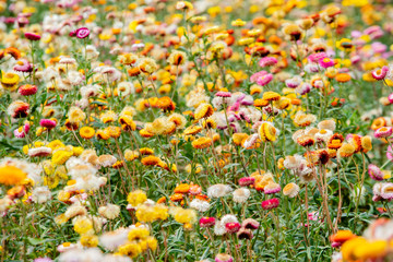 color blossom flower in the garden