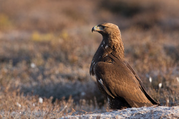 Golden Eagle with open bill, standing proud, copy space