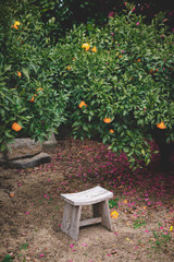 제주 동백과 귤