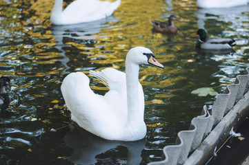 Fototapeta premium White swan in the water.
