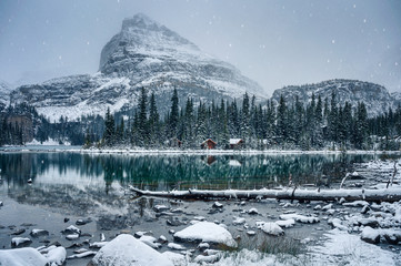 Fototapety  Wooden lodge in pine forest with heavy snow reflection on Lake O'hara at Yoho national park