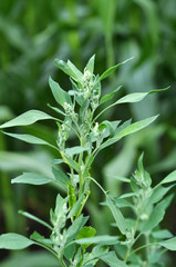 In nature, the grows quinoa (Chenopodium)