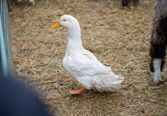 adult goose walks around the barn yard