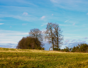 landscape with field, trees and blue sky