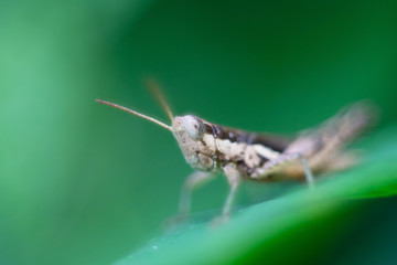Grasshopper perching over grass as background
