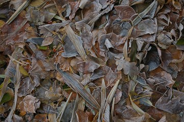 hoarfrost on many fallen foliage .brown leaf with ice
