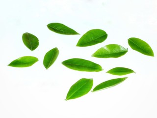 branch with leaves isolated on white