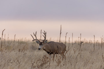 Mule dDer buck at Sunrise During the Fall Rut