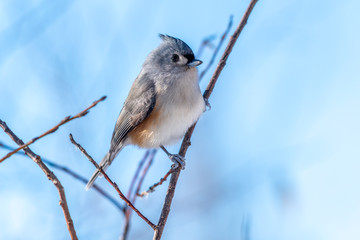 Fototapeta premium Tufted titmouse (Baeolophus bicolor) perched on a branch in winter.