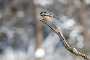 Chickadee (Poecile atricapillus) perching on a tree branch in winter.