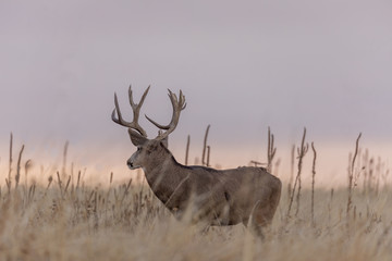 Mule dDer buck at Sunrise During the Fall Rut