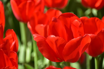 Fototapeta premium Close-up red Tulipa gesneria blooming in Keukenhof gardens