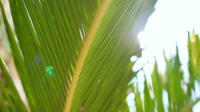 Abstract of greenery nature, close-up view tracking along the leaf of coconut palm tree with summer bright sunbeam shining on background. Environment, tropical plant, and relaxation concepts.