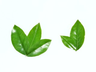 green leaf isolated on white background