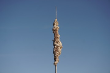 reeds cane on blue sky  © taraskobryn