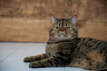 cat relaxing in modern home on the floor.