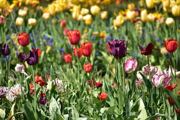 Tulipa gesneria multi colored blooming in Keukenhof gardens