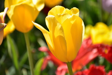 Yellow close up Tulipa gesneria blooming in Keukenhof gardens
