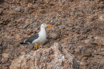 Adult Yellow-footed Gull (Larus livens) perched on a rocky shore in Baja California, Mexico.