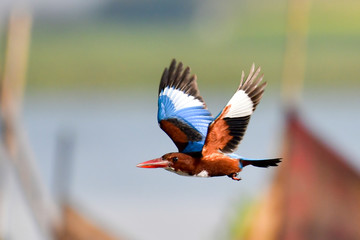 Kingfisher