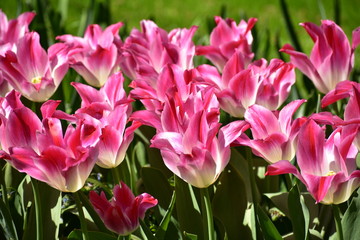 Fototapeta na wymiar White pink Tulipa gesneria blooming in Keukenhof gardens
