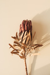 Protea flower on beige background. Minimal stylish still life tropical exotic floral composition.
