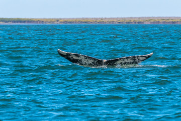 Fototapeta premium Gray Whale (Eschrichtius robustus) shows it's tail flukes as it dives off the coast of Baja California, Mexico.