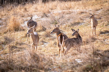 Naklejka na ściany i meble A herd of five while-tailed antlerless deer (Odocoileus virginianus) stand in a meadow in winter.