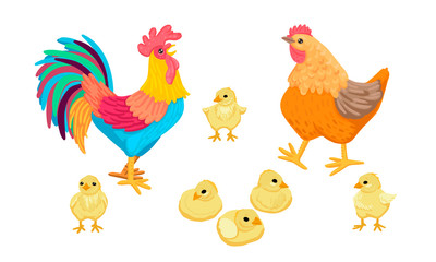 Family of birds. Rooster, chicken and chickens. Vector isolated characters.