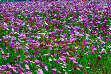 Colorful cosmos flowers blooming in floral garden.