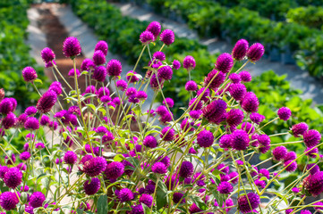 Globe amaranth or Gomphrena globosa in garden