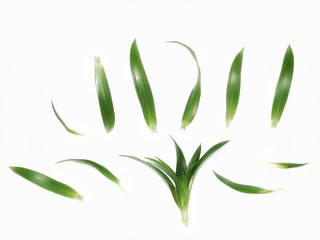 vector illustration of green leaf