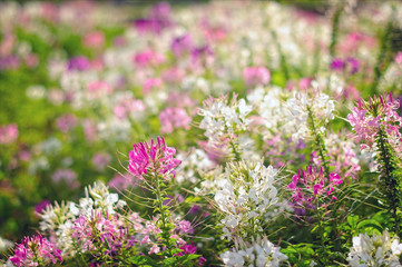 Spider flower(Cleome hassleriana) blooming in the garden, selective focus.