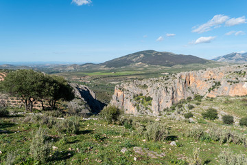 Tree mountain background