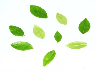 green leaves isolated on white background