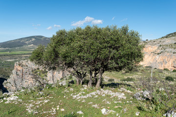 Tree mountain background