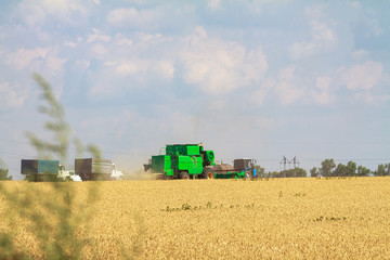 Obraz premium A harvester in a field mows ripe dry wheat emitting clouds of dust. A farmer cultivates his farmland. Harvest.