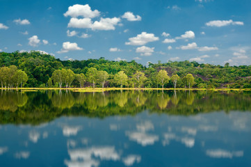 Fototapeta premium Landscape of beautiful natural green forest and clear blue sky