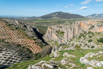 Mountain Olive Field