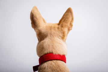 Dog_3