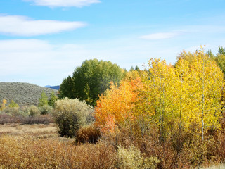 Fototapeta premium Autumn leaves on Birch Trees