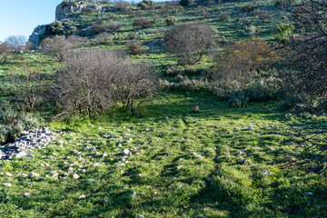 green field with trees and small rocks, 