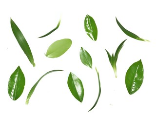 green leaves on white background